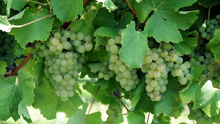 ענבי סוביניון בלאן ראשית והפניות