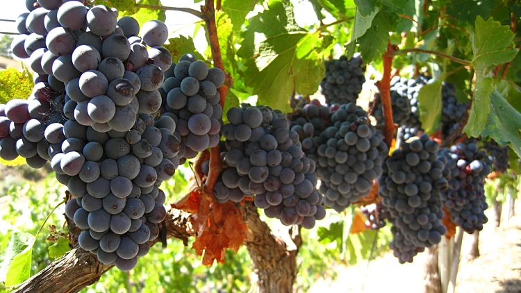 ענבי גראנש, תמונה לפהניות , מתחם עולם היין