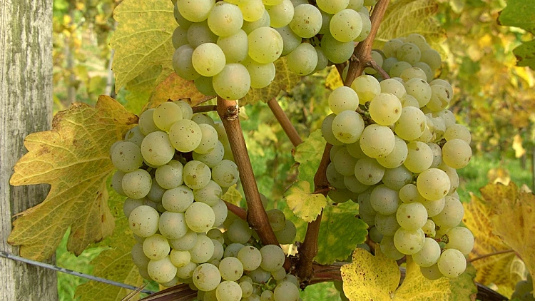 ענבי ריזלינג ראשית ולהפניות