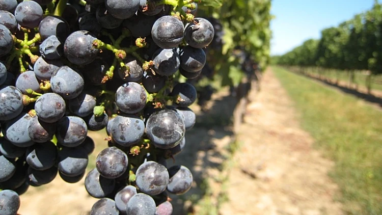 ענבי פינו נואר ראשית ולהפניות
