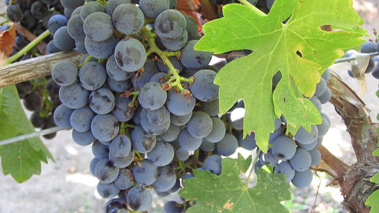 ענבי מרלו תמונה ראשית ולהפניות