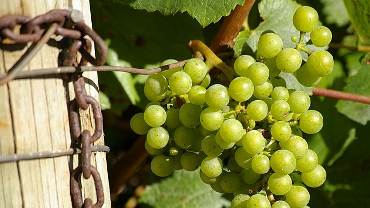 ענבי שרדונה תמונה ראשית ולהפניות