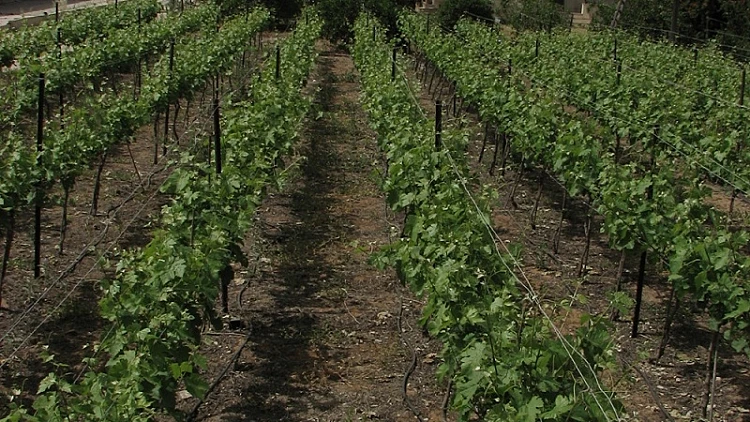 תמונה ליקב ויתקין, כתבה על טיול יקבים באזור השרון, תמונה ראשית ולהפניות