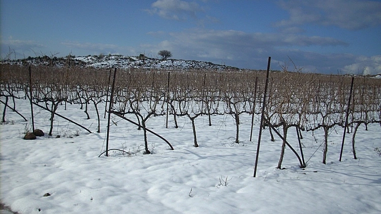 סביבה יחודית לגידול ענבי יין. כרם שעל של יקבי כרמל ברמת הגולן, כתבה על סיור יקבים בגולן,תמונה ראשית ולהפניות
