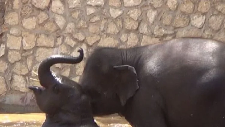 פילים בספארי ביום חם