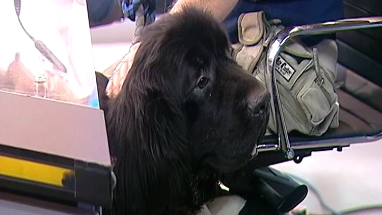 הכלב הראשון בישראל עם פרוטזה