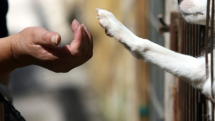 אילוסטרציה להתעללות בבעלי חיים, כלב בהסגר, חברו הטוב של האדם. צולם בסנטיאגו, צ'ילה