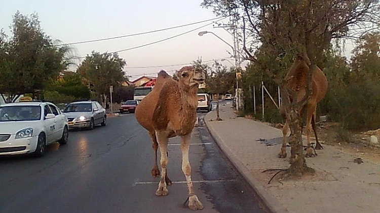 גמלים בבאר שבע