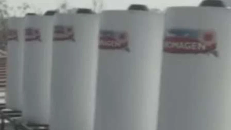 דודי שמש של כרומגן שהגיעו למרכז אמריקה