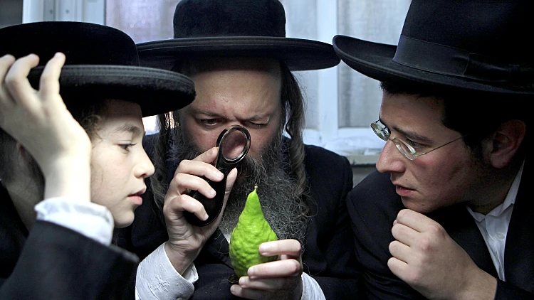 חרדים בודקים אתרוג