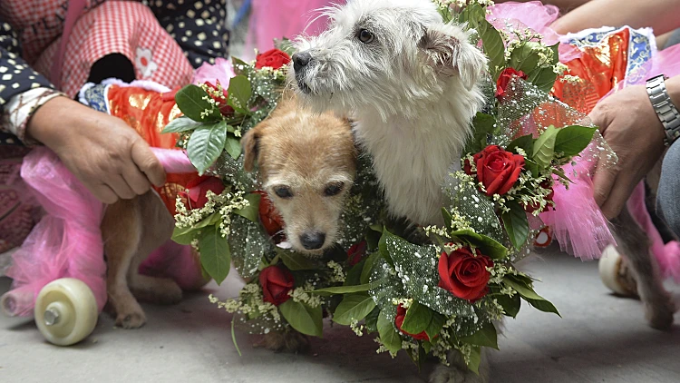 חתונה לכלבים בסין