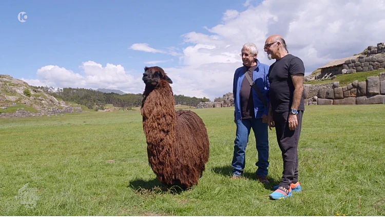 גידי ואהרוני פוגשים אלפקה