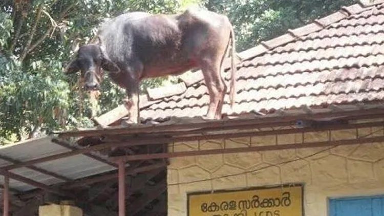 דברים שיכולים לקרות רק בהודו