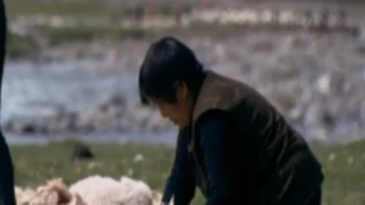 ילד גוזז כבש