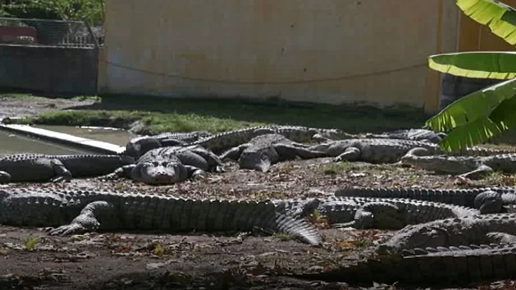 תנינים ברמת הגולן