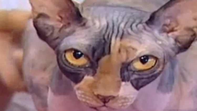 חתולים יקרים