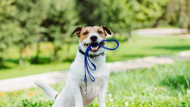 מאמנים את הכלב