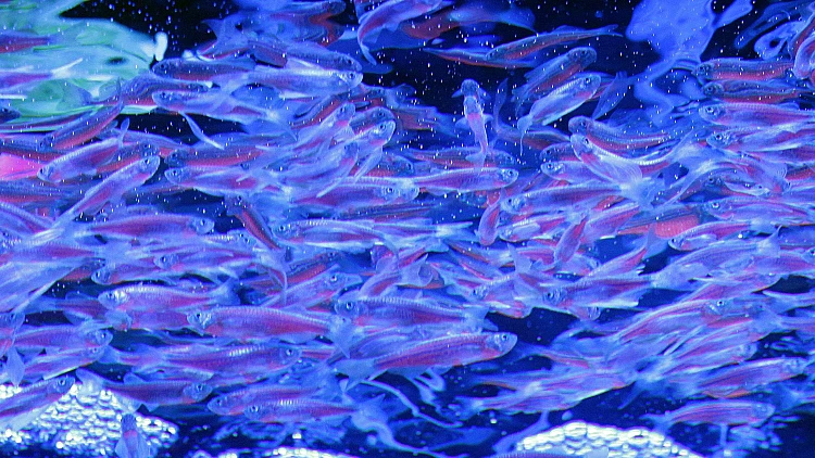 דגי זברה זוהרים בתערוכת אקספו בטייוואן