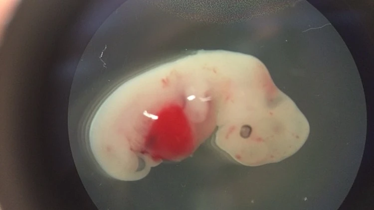 עובר חזיר בן 4 שבועות