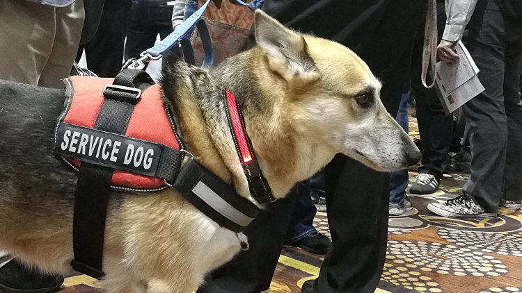 קולר חכם לכלב שהוצג בתערוכת CES