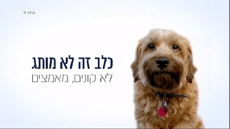 כלב זה לא מותג
