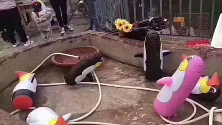 גן החיות הסיני מציג: פינגווינים