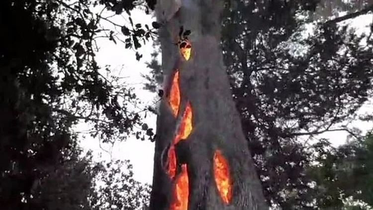 הסנה הבוער גרסת קליפורניה 2017