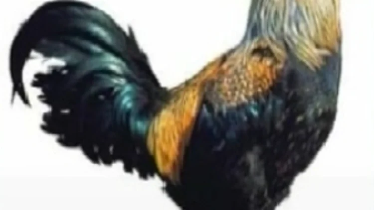 תרנגול בראקלי