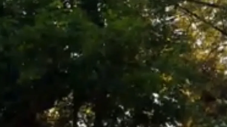 נערה לכודה במתקן בפארק שעשועים