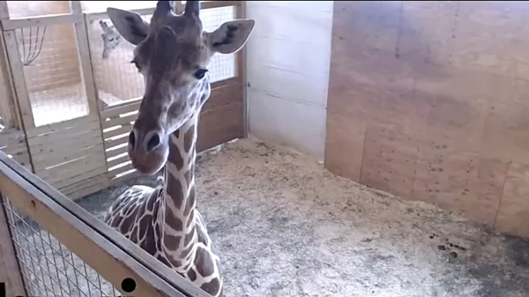 הג'ירפה אפריל