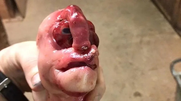 מה יש לחזירון הזה על האף?