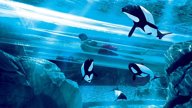 לא לבעלי לב חלש: 8 מגלשות המים הכי מטורפות בעולם