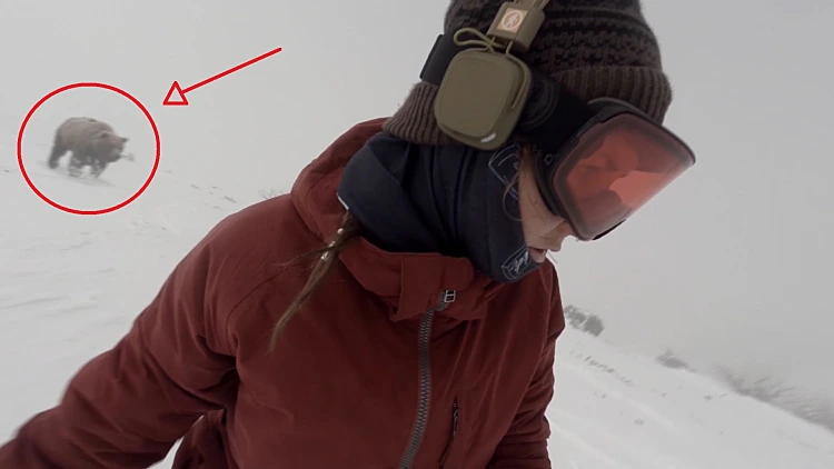 מאחורייך! דב מזוייף