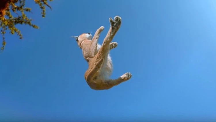 חתולים נופלים תמיד על ארבע