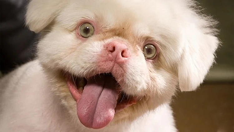 מי החיה הלבקנית הכי חמודה?