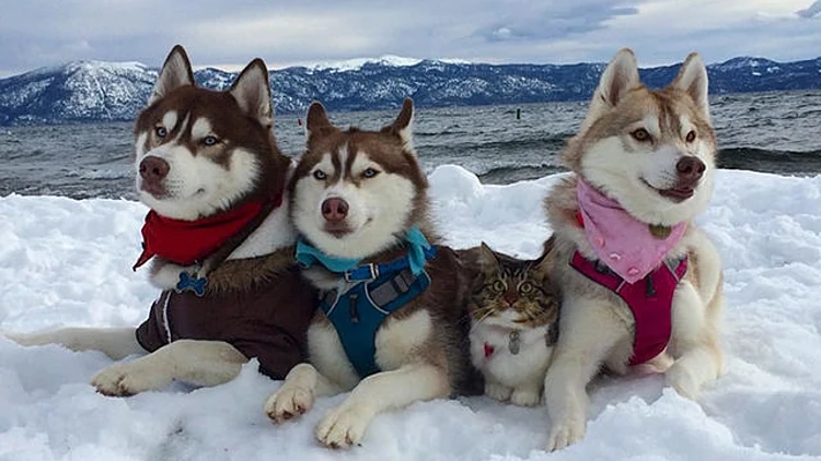 משפחה שכזו: החתלתולה הזו אומצה על ידי כלבת האסקי סיבירית וזה פשוט מקסים