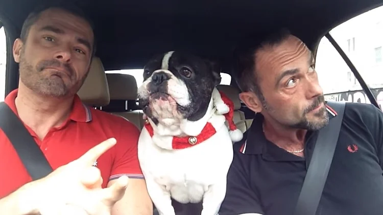 ג'וניור הבולדוג הצרפתי