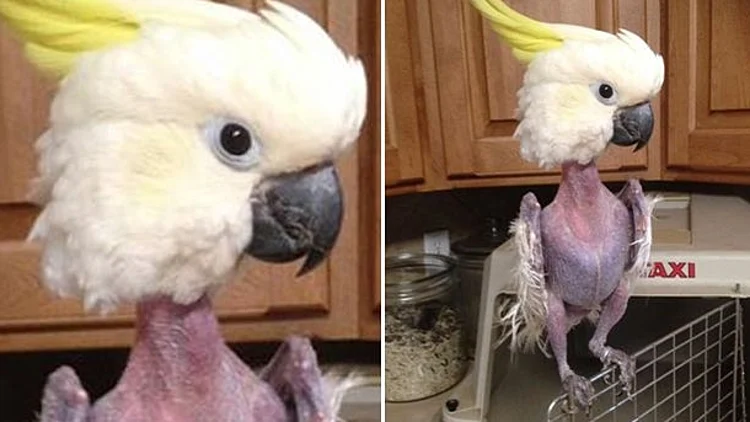 הא וי התוכי המסכן