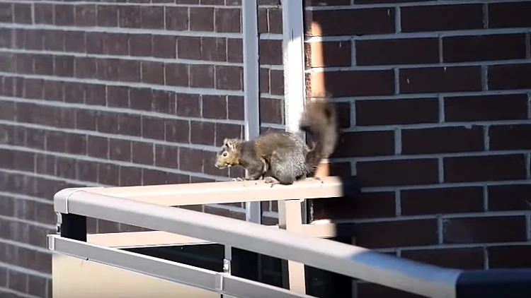 הסנאי שזינק מהקומה החמישית