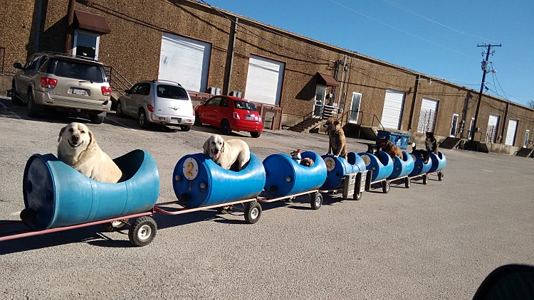 רכבת הכלבים יוצאת לדרך