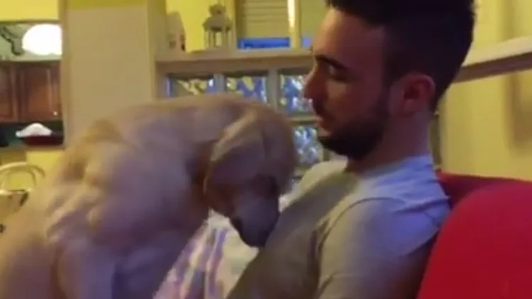 אטורה הכלב מתחנן