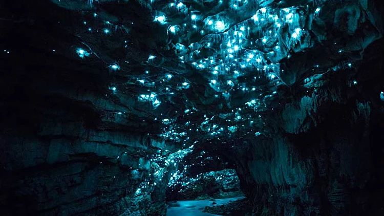 תולעים זוהרות בחשיכה