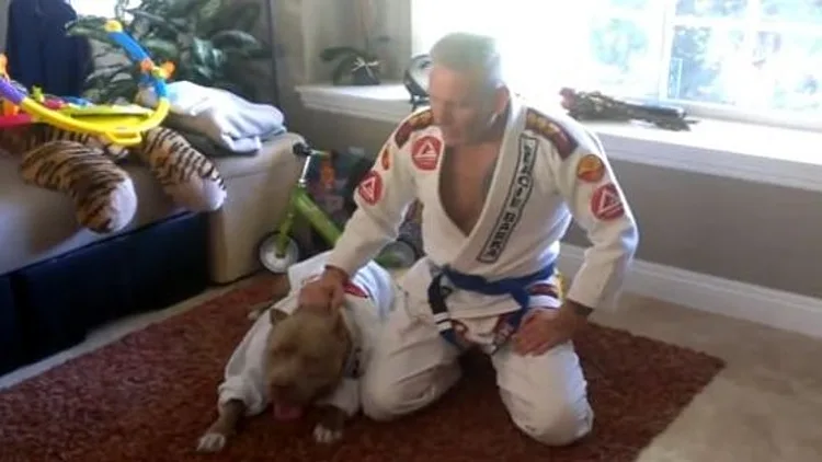 פיטבול רגוע