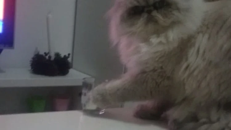 בחתול המרושע ברשת