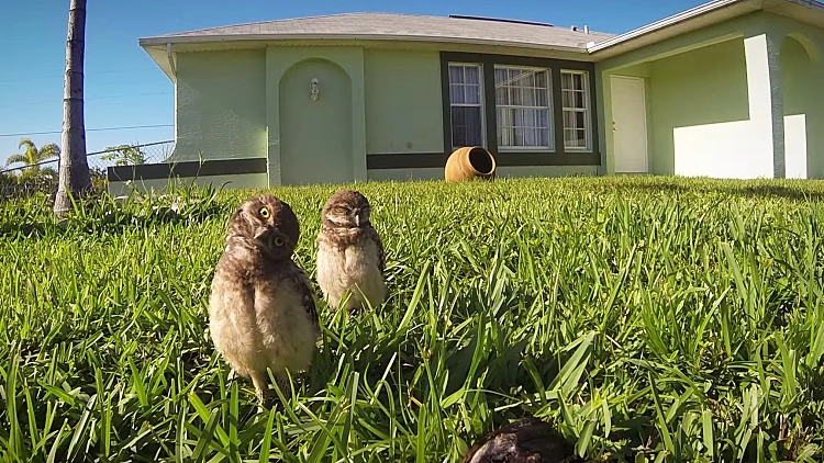 ינשופים רוקדים