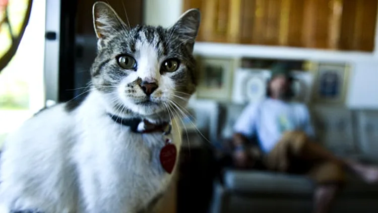 היא חתולת בית שהלכה לאיבוד. הוא חסר בית שהציל אותה. יחד נדדו 10 חודשים ברחבי ארה"ב – ועכשיו היא חוזרת הביתה (ערוץ WTF)