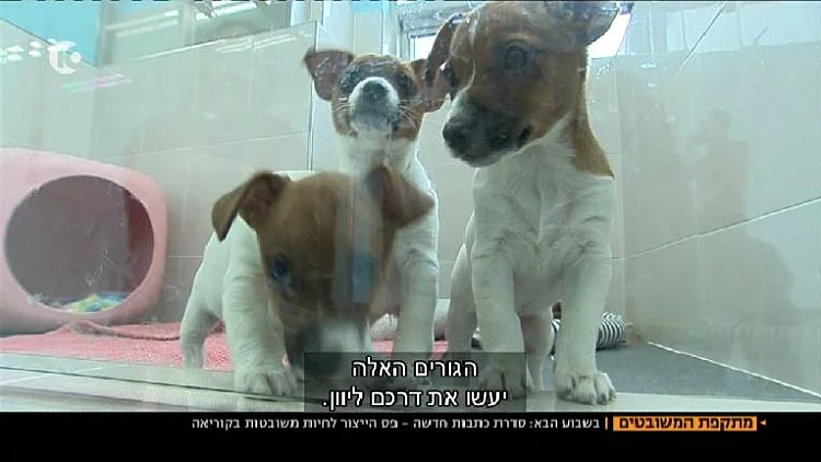 גורי כלבים משובטים שיוצרו במעבדה בדרום קוריאה