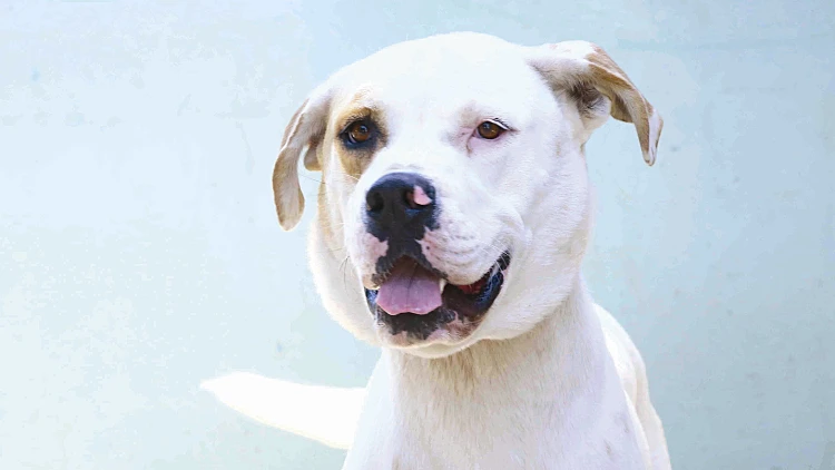 בואו לאמץ כלבים וחתולים מתוקים