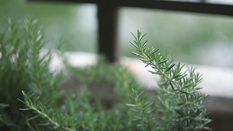 תמונה של רוזמרין לכתבה על מדריך לאדניות במתחם טבעוף- תמונה לאמצע הכתבה, כתבה מתוך תכני עליה