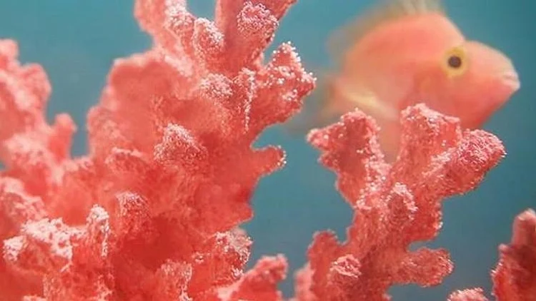 צבע השנה 2019